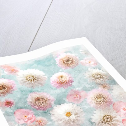 Dahlia Flowers by Assaf Frank